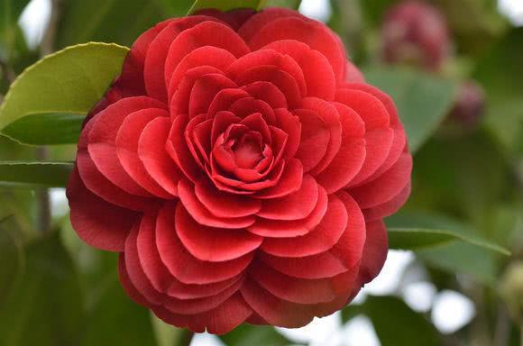 Raising camellias as big as a slap is as simple as a word.