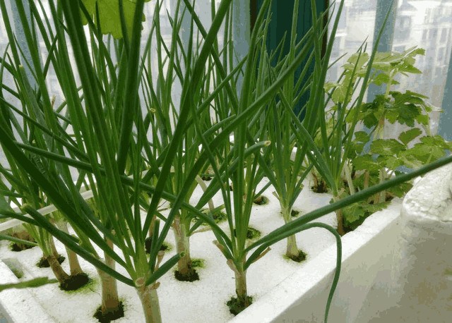 Do not use soil, do not use a basin balcony, so water raise spring onions to eat for a year at a time