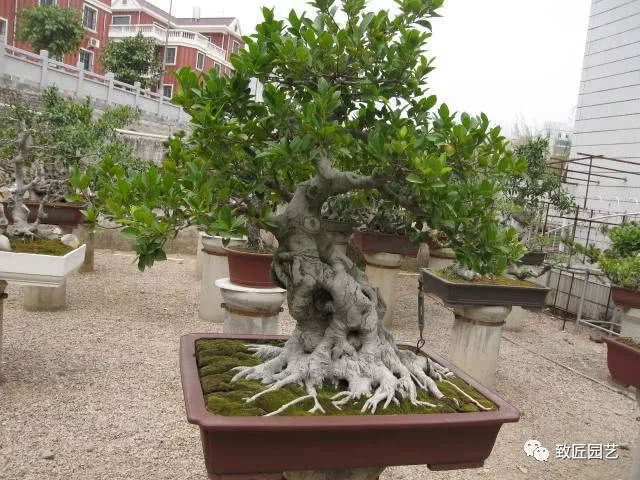 This is called bonsai talent.