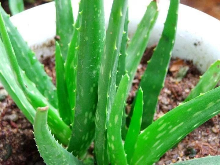 Do you know all about aloe vera watering all year round?