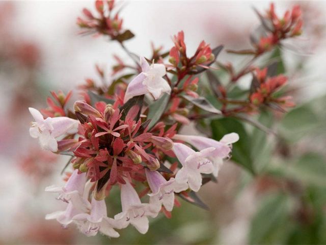 This kind of six-wood potted plant is a very good choice in our home.