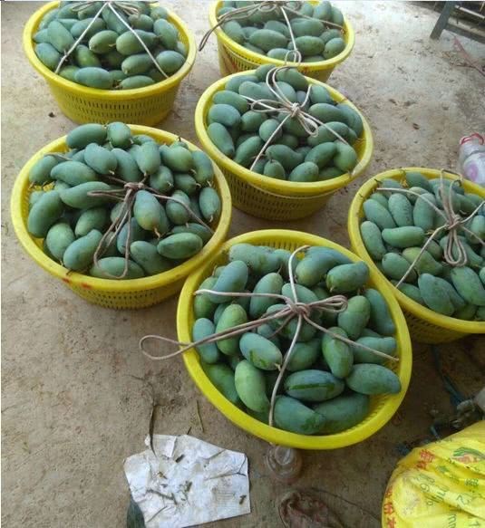 Let me tell you something. This fruit tree must be planted every year. It doesn't occupy an area. It harvests twice a year.