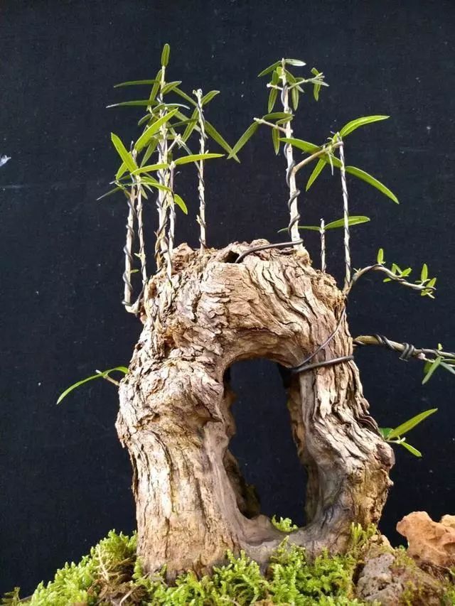 The bending skills of bonsai