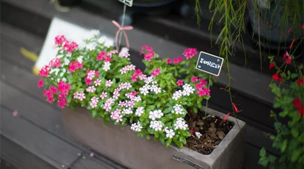 The effect of raising flowers on eggs is amazing.