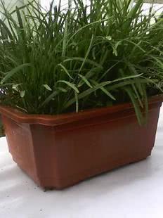 Mom planted a pot of leeks on the balcony when she wanted to eat dumplings.