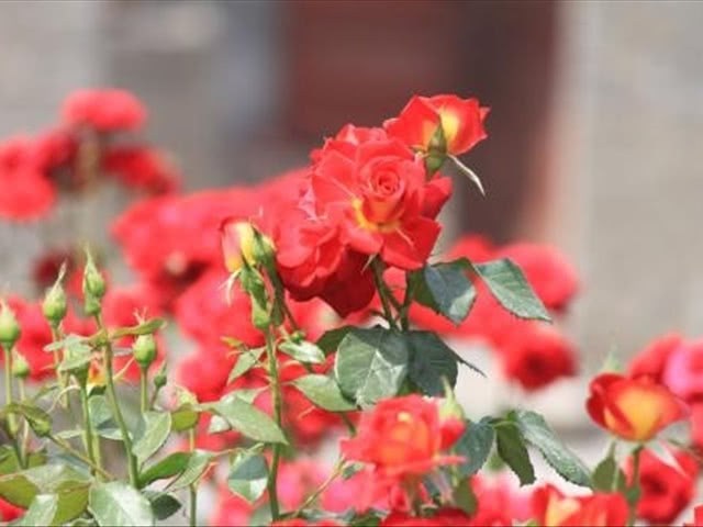 When potted rose, how to choose how to maintain the flowerpot in order to blossom a lot?