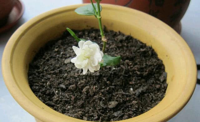 How is it that a large number of jasmine flowers that are not long after indoor maintenance are yellow and black and their leaves have fallen seriously?