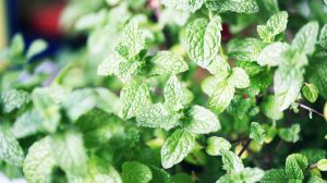 The difference between round leaf mint and mint