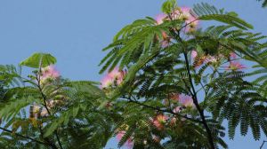 The difference between acacia tree and acacia tree