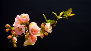 What is the flower language of crabapple flowers?