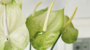 Why do the flowers of white palms turn green