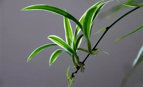 Don't keep the orchid all the time. These eight kinds of plants hang up and make a beautiful picture every minute.