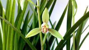 The Flower language and symbolic meaning of Orchid