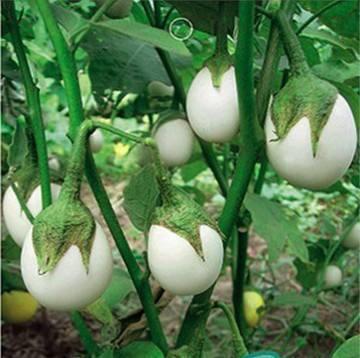 The fruit, like an egg, is worth 10 times more than an egg after three months of cultivation in this pot.