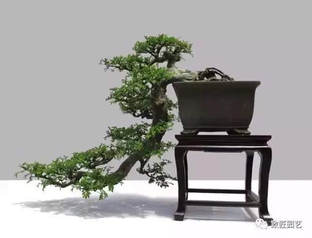 Dialectics and Aesthetics in the production of Bonsai