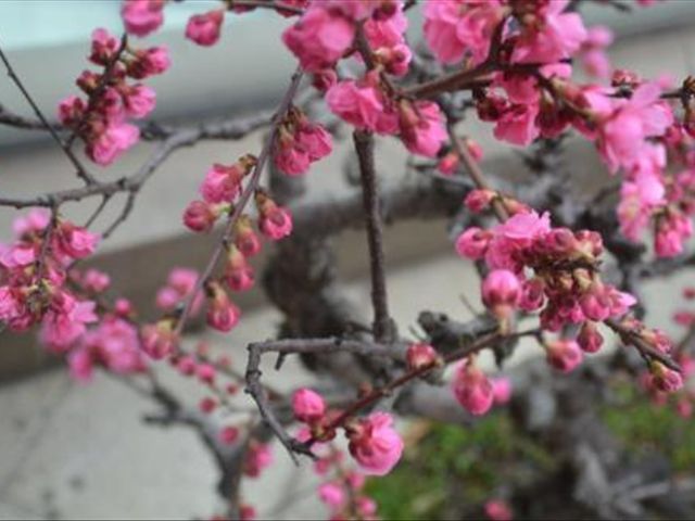 The situation of falling leaves in potted plum blossoms find the right solution to bring plum blossoms back to life.