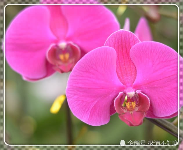 After the Beginning of Autumn, Phalaenopsis raised flower buds like this and filled the pot with ease.