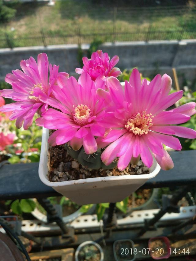 The cactus with the longest flowering period claims that the flowering machine is beautiful and easy to raise, which is a good ornamental for potted plants.