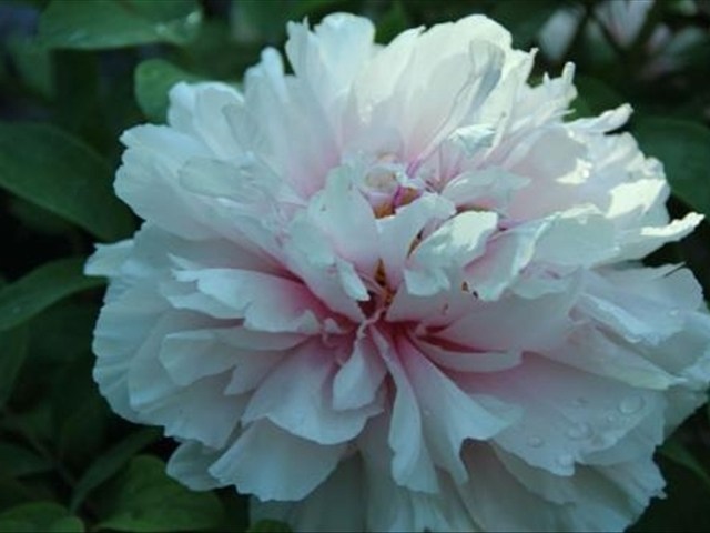 The leaves of peonies always turn yellow. This can be done to solve the problem of yellowing.