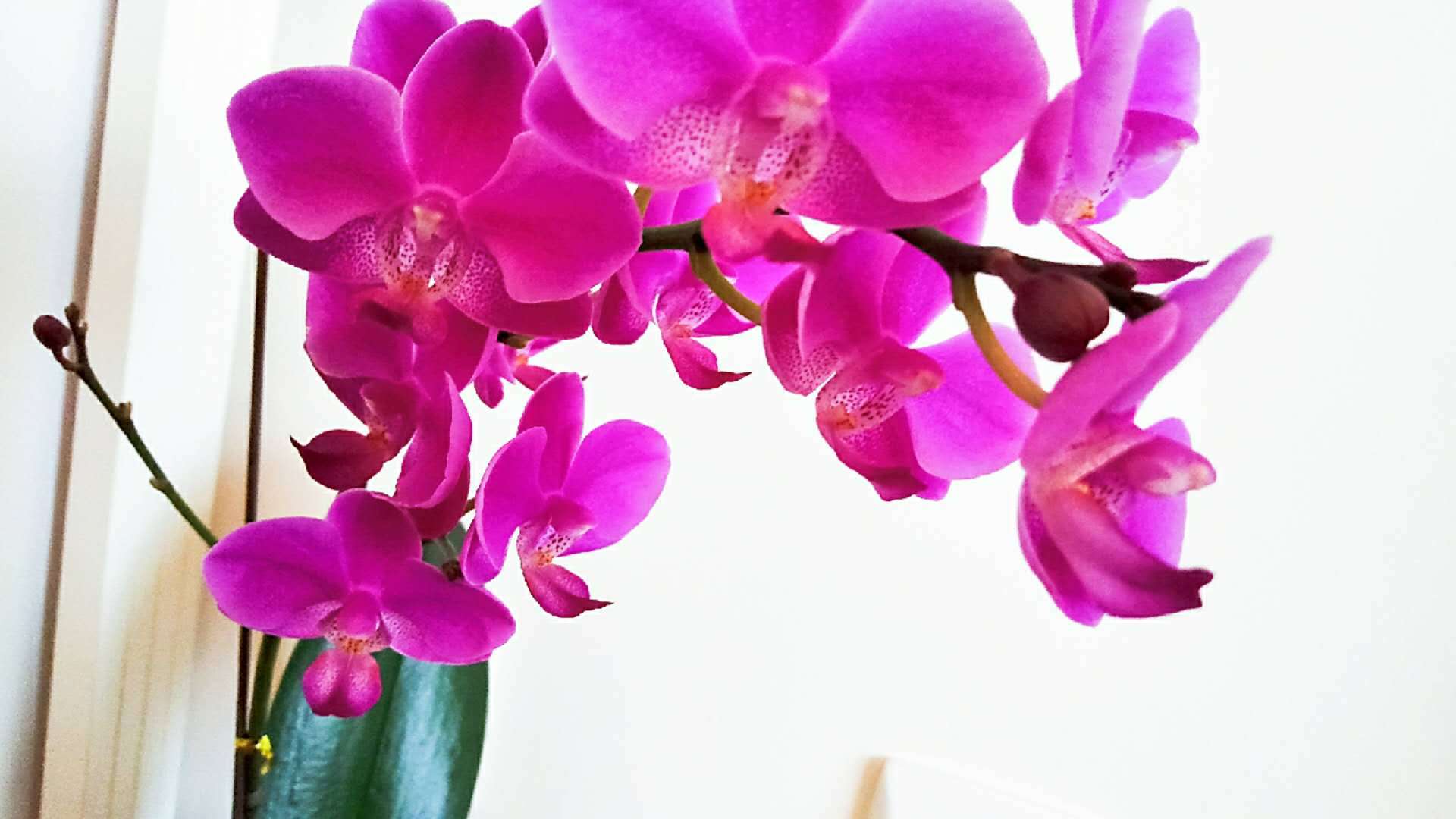 Phalaenopsis is not difficult to raise. Remember these three points to ensure that you will have a flower reward every year.