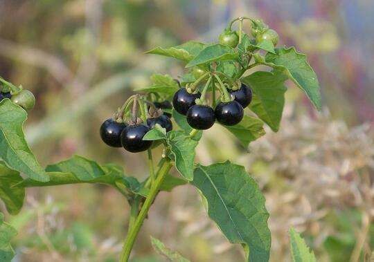 Wild fruits grow at home to eat raw, fried food, clear heat and heat. Most people can't eat them.