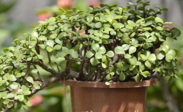 Does the purslane grow tall? Pour it into the flowerpot for 60 days to change the fine root and grow old.