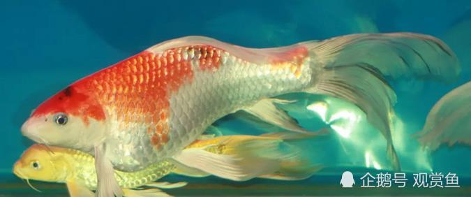 Hangtai Aquarium: how big is the belly of koi? Are you pregnant or sick?