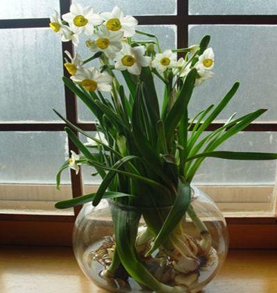 The daffodils in my sister's house are so beautiful. I found out that it all depends on these four tricks.