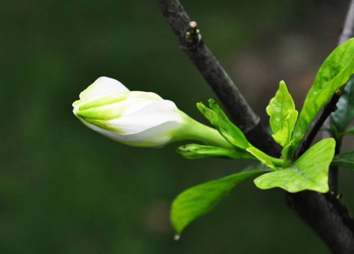 Gardenia cutting propagation rope binding with soil ball transplanting one-month long root system