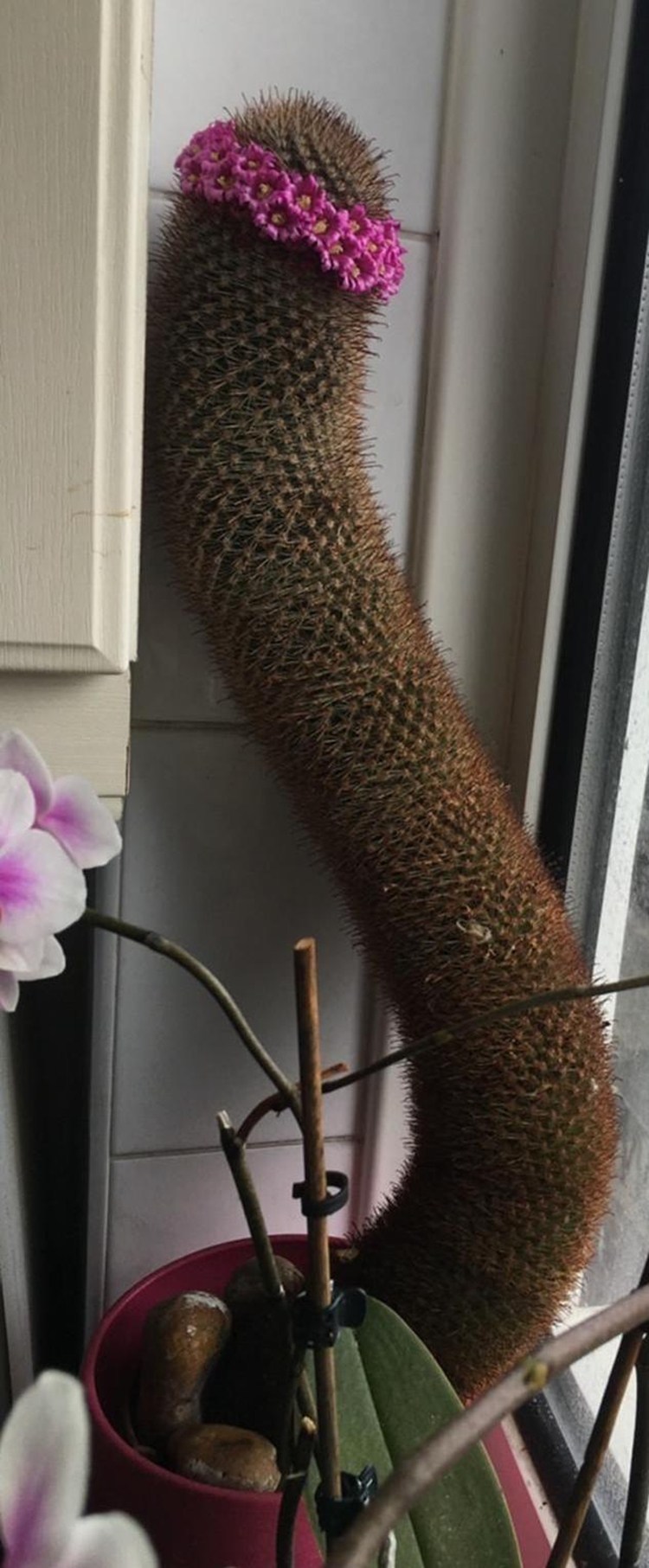 20-year-old cactus 1 meter long maintenance secret: no move wins by 3 stones