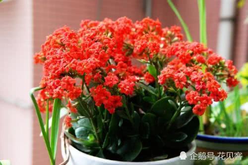 These three kinds of potted plants are sent randomly, which means that the Mid-Autumn Festival is suitable for the elders.