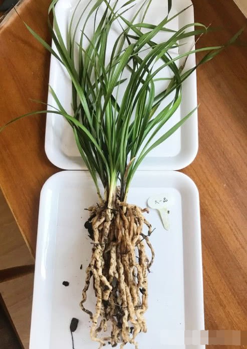 Use this grass to make fertilizer orchid root absorbed to sprout and blossom faster.