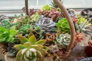 She planted succulent plants in a basket, carried them out to buy vegetables, and everyone on the road looked back!