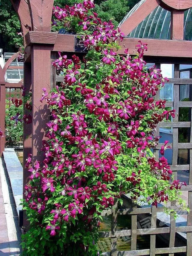 Four kinds of small climbing vine flowers are better than green pineapple. Beginners can easily climb all over the wall.