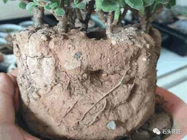 Soil hardening for growing flowers? Stop watering quickly and break the pot of loose flowers in the soil after these three steps for 60 days.