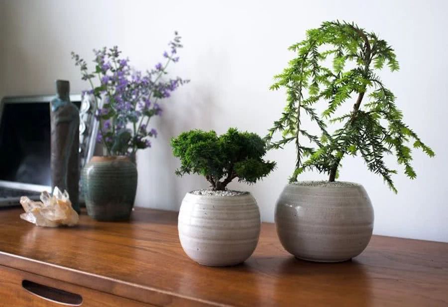 Seven kinds of clean green plants at home can remove toxins and air pollutants from the home.