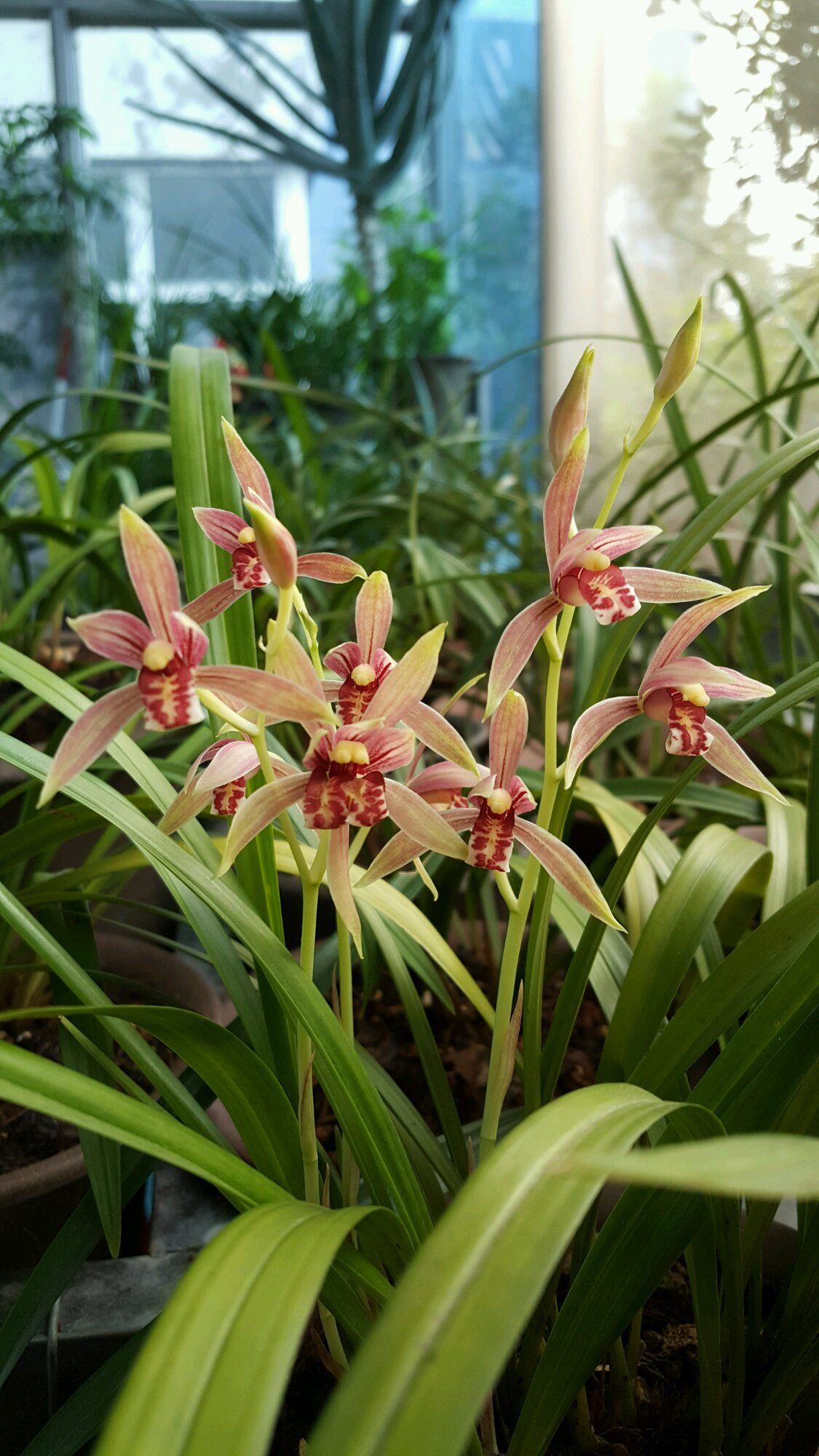 Using three kinds of black materials to raise orchids skillfully the roots of orchids are strong and the flower buds smell fragrant for ten miles.