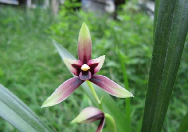 Jian Lan Morning Flower blossoms Lord: Alan is coming