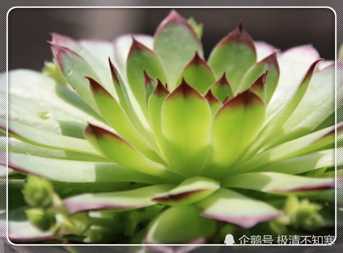 After pruning, it is more fleshy, so it is easier to take root quickly and survive in the pot.