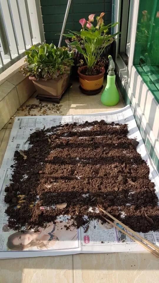 Earthworm fertilizer planted on the balcony is really valuable, but do you really know how to use it? I don't know. Just come in and have a look.