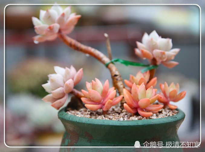 Keep in mind these points when cutting succulent plants. The survival rate is high without dewatering and mildew.