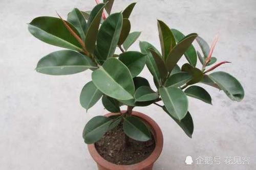 The three points of raising rubber trees should pay special attention to the sturdy branches and leaves with twice the thickness and clear lines.