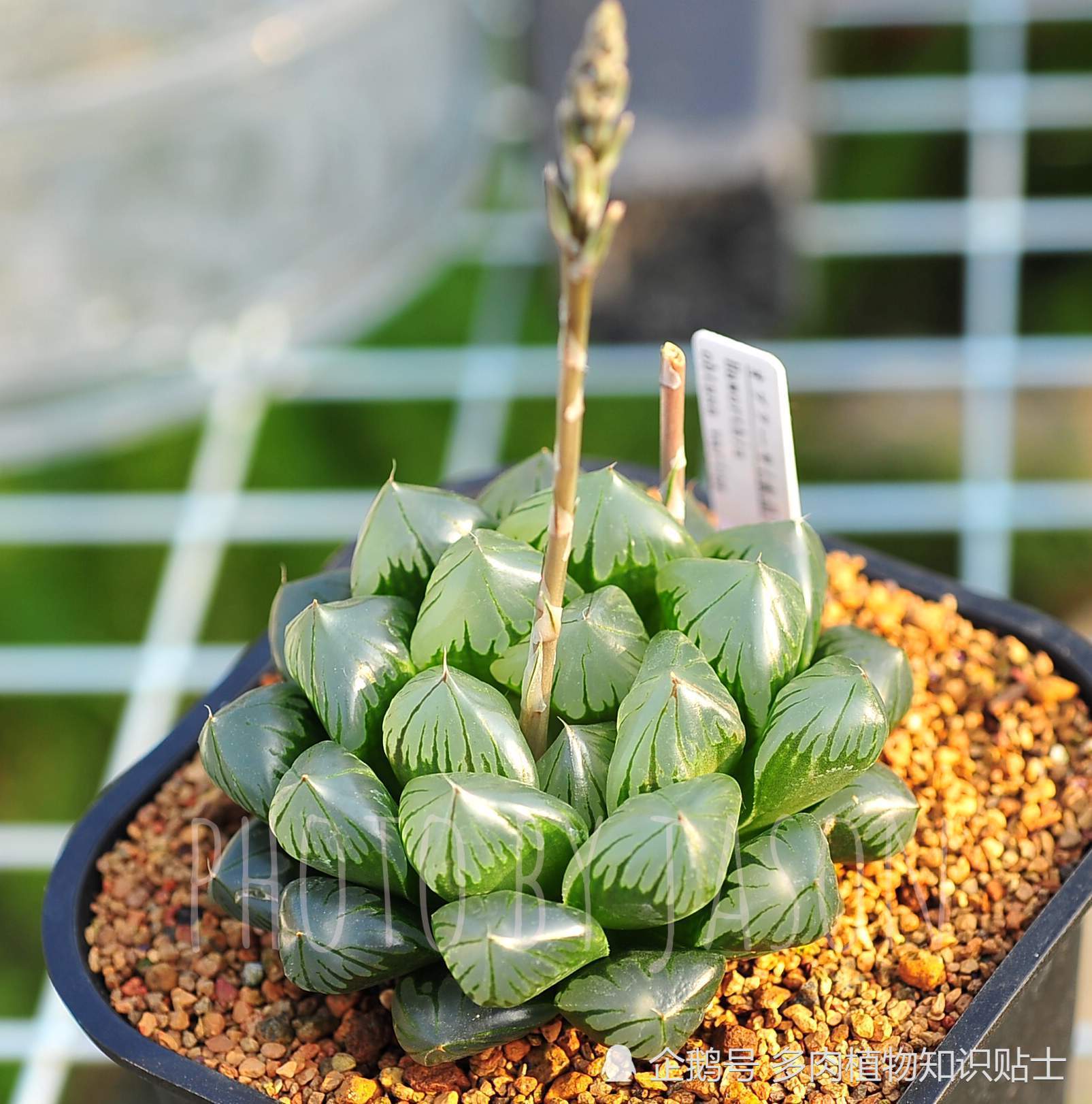 The succulent plant garden in the south of the Yangtze River does not look at Sedum, but only Yulu and cactus.