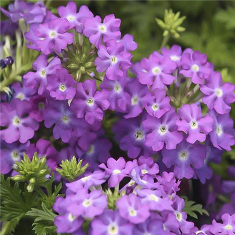 Sow flower seeds in autumn and fill the balcony a few months later