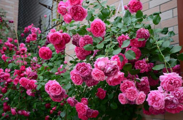 These flowers are selected for domestic rose, which can be enjoyed several times a year.