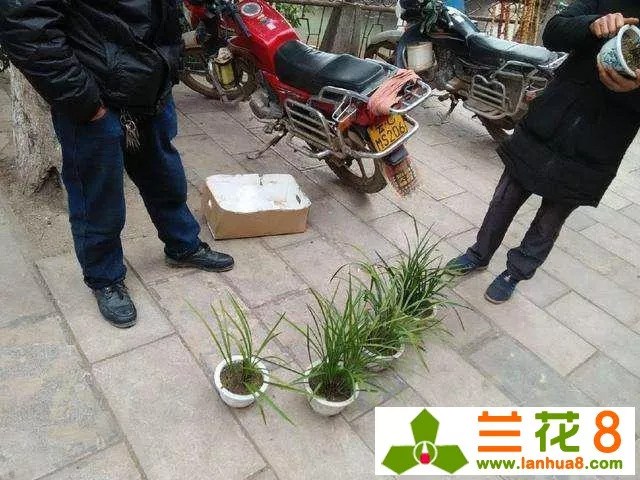 Do you think it's worth going to the city to sell orchids for 10 yuan a pot and being robbed of it every minute?