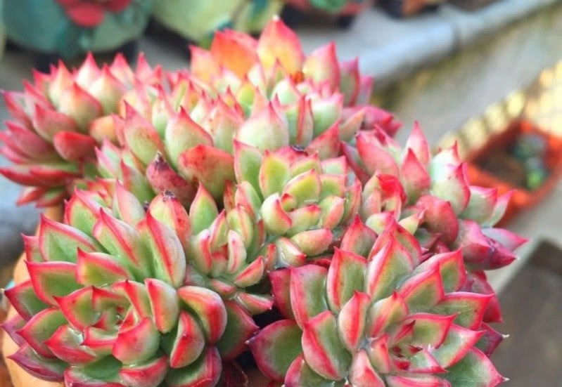 Succulent plants will enter the most gorgeous period of the year in September. We must pay attention to these five points.