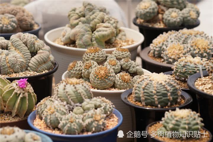 It's better to look at these cactus at home in the hot summer.