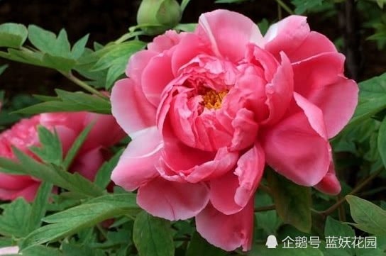 The peony blossoms are big and beautiful in spring with 100% survival before the peony flowers are put into pot.