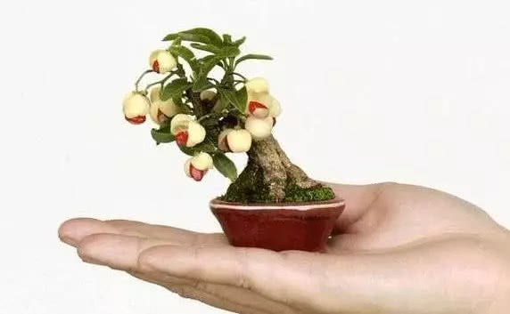 The fingertip bonsai looks good but grows slowly, which is a reminder that we need to learn some fertilization techniques.